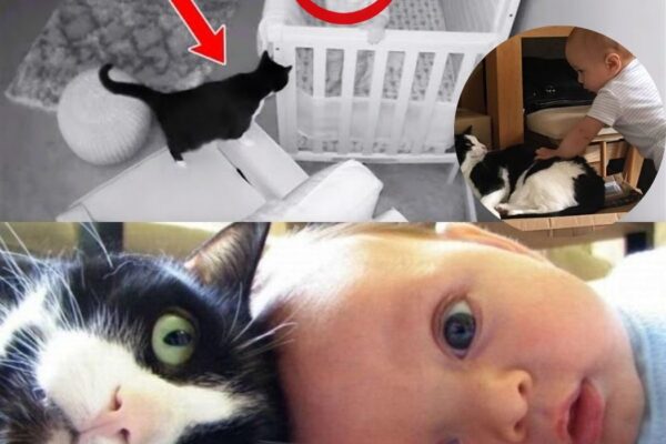Cat Hailed a Hero After Saving Baby From Abusive Babysitter