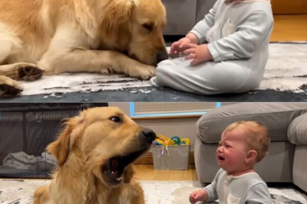 The Parents Thought the Dog Would BARK at the Baby – But the Truth Surprised Everyone!!